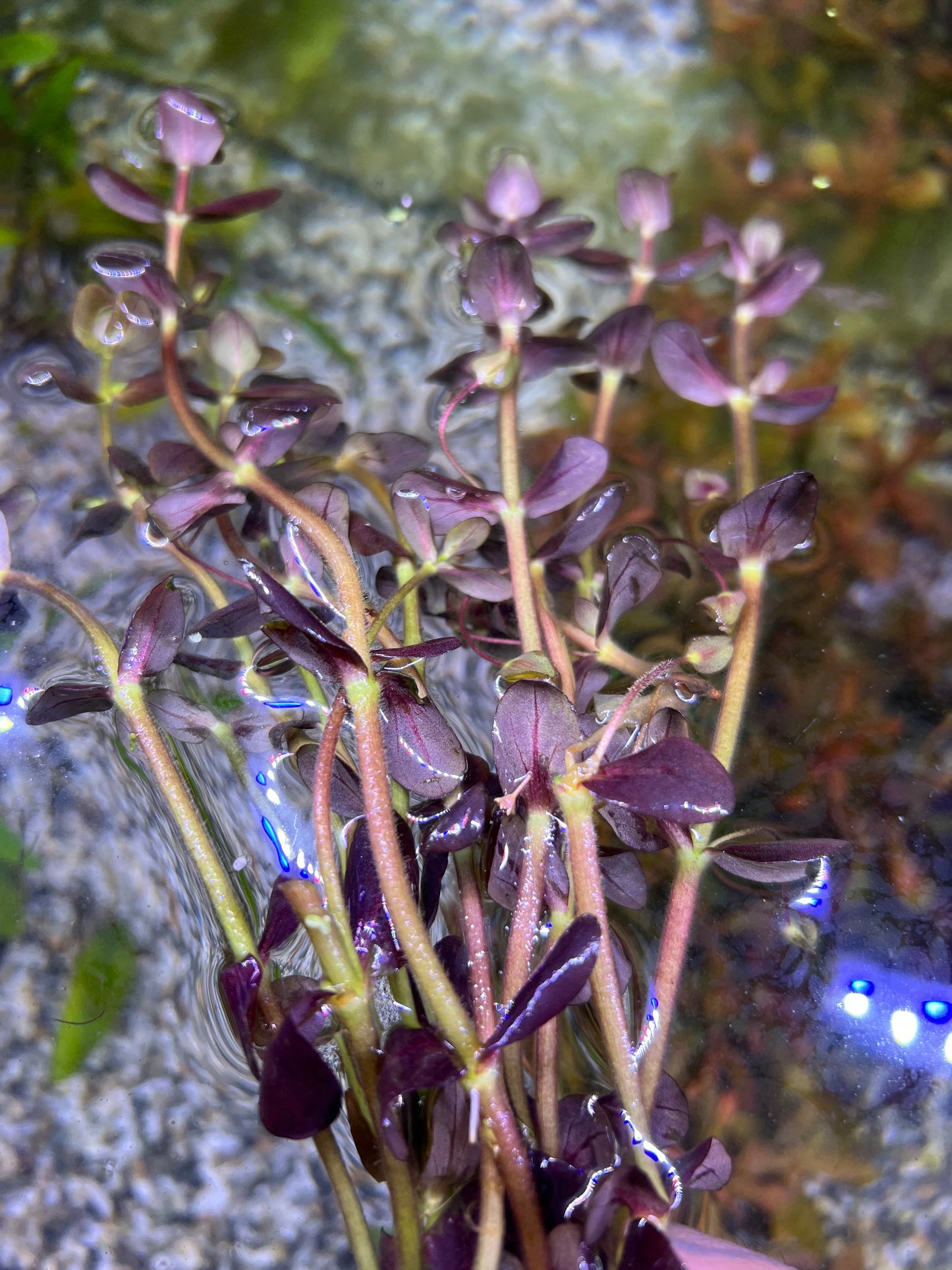 Bacopa Purple “Salzmannii