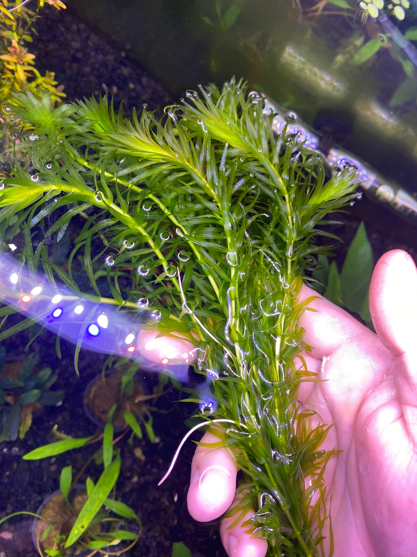 Anacharis Elodea