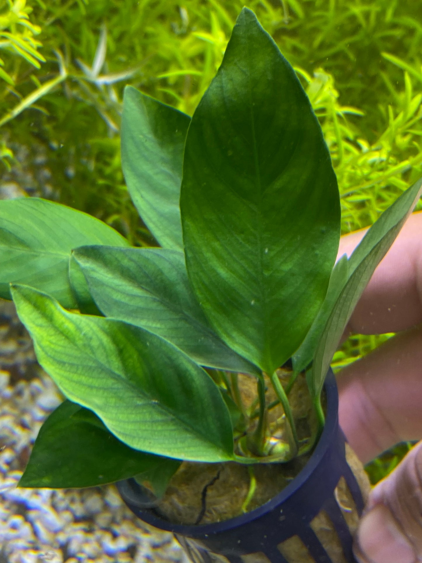 Anubias Nanji (Rare)