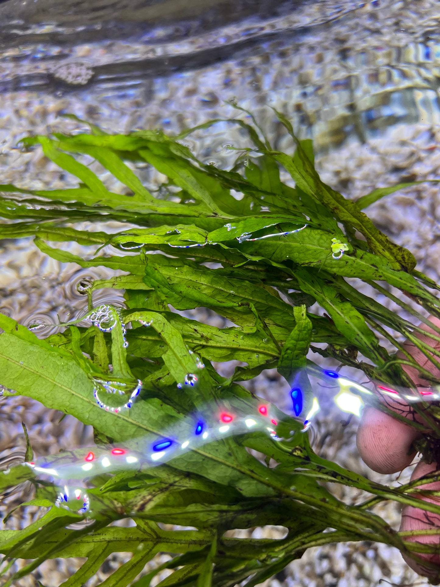 Trident fern