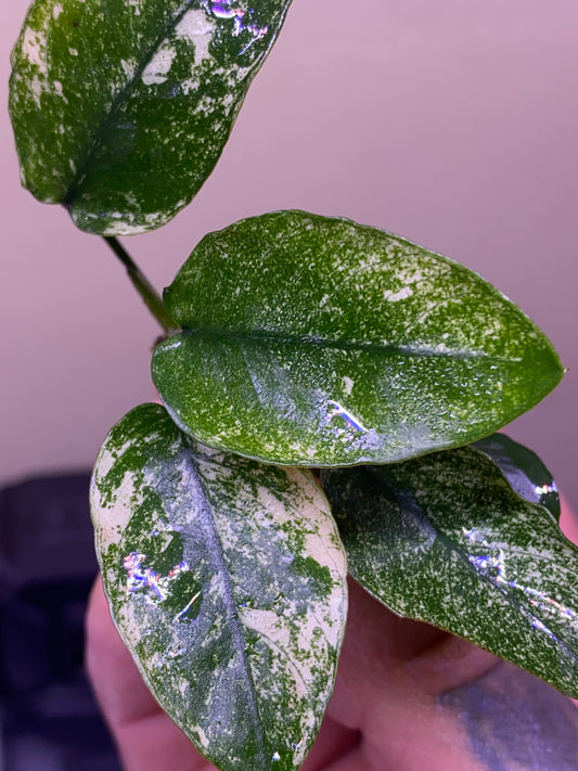 Anubias nana “Pinto”