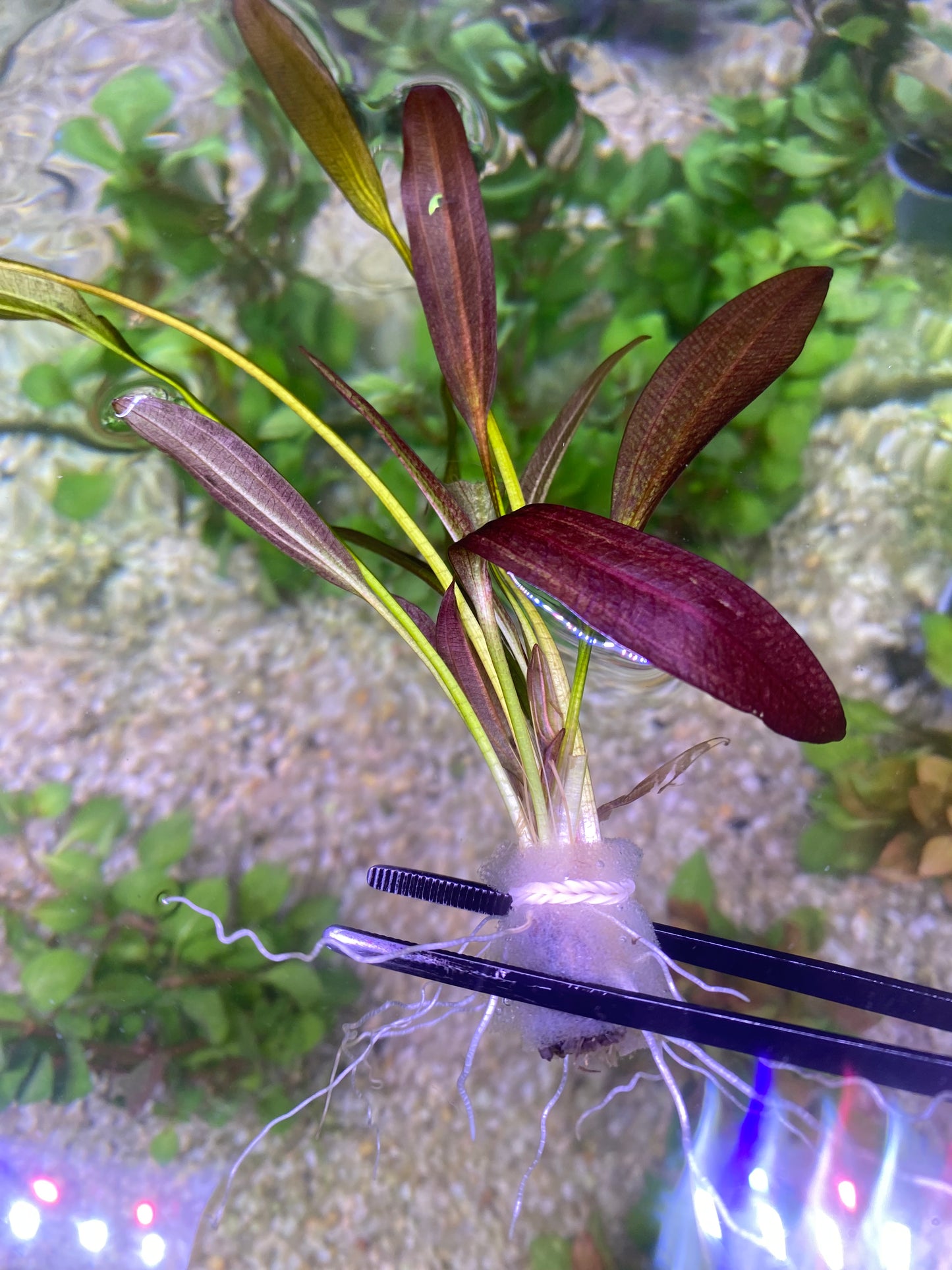 Echinodorus Rose (Rose Sword)