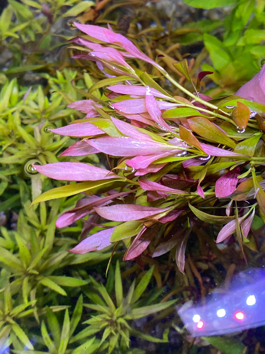 Ludwigia palustris (narrow leaf repens)