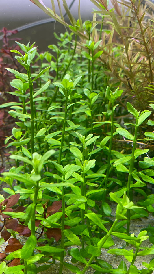 Bacopa Monnieri / Moneywort