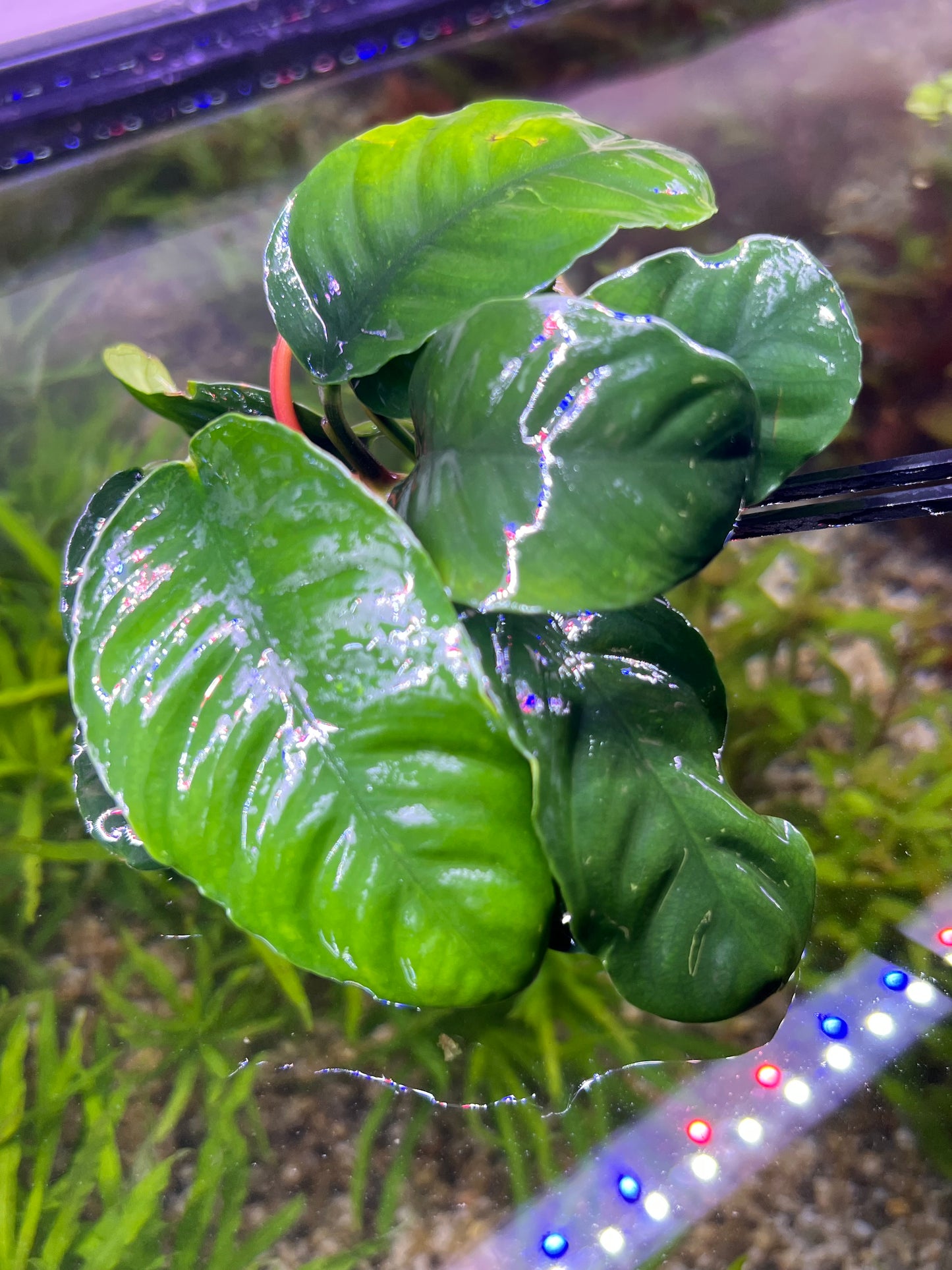 Anubias Coffeefolia