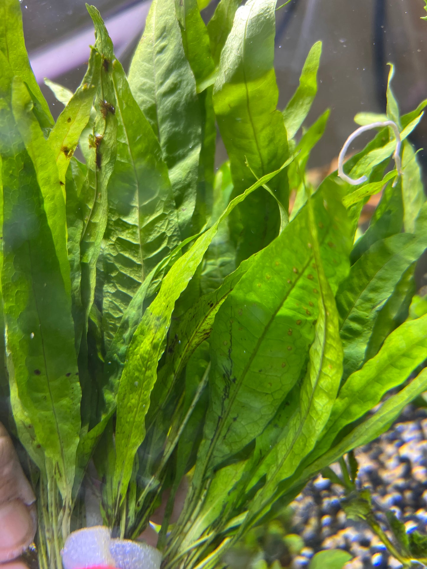 Java Fern