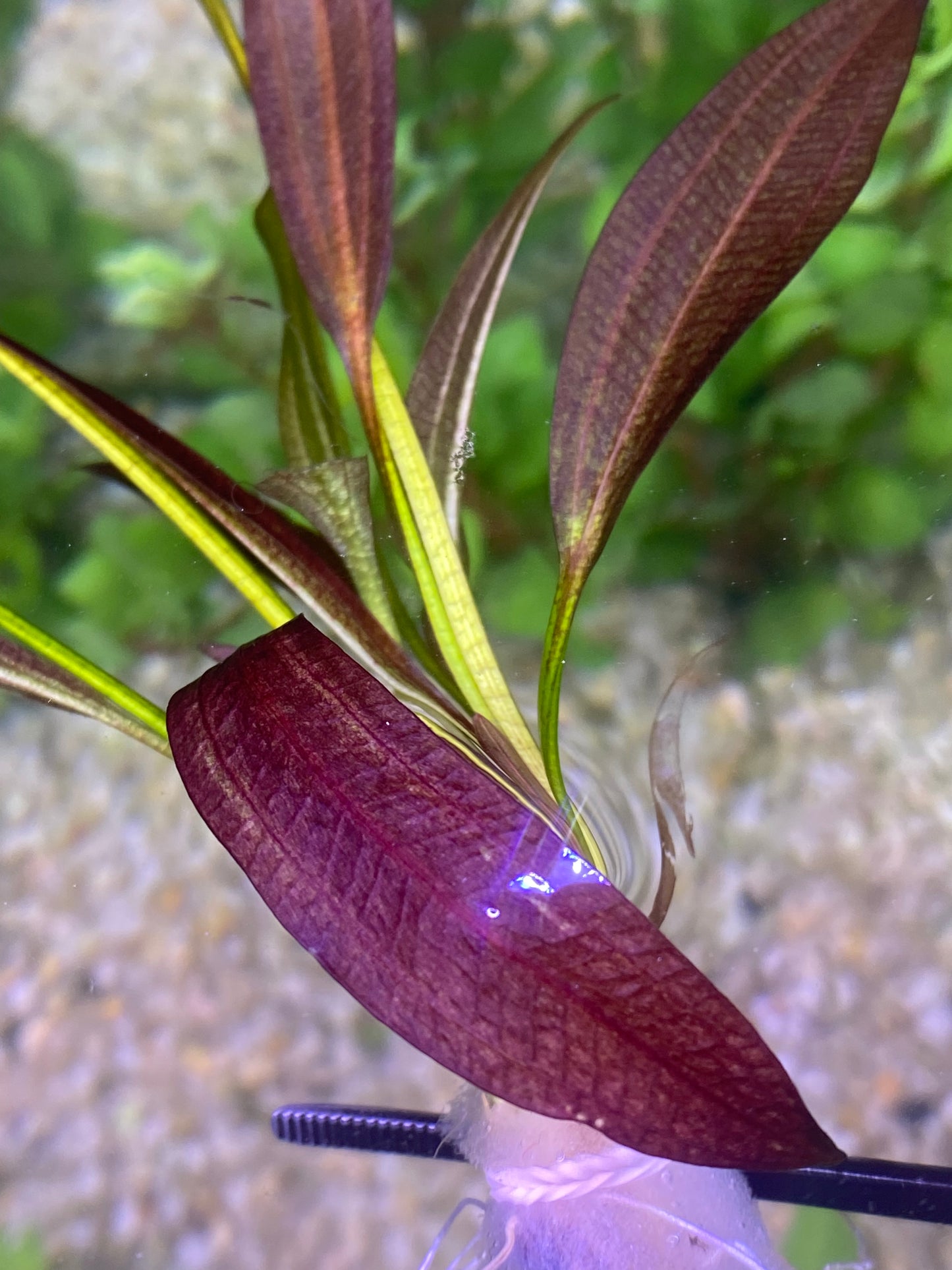 Echinodorus Rose (Rose Sword)