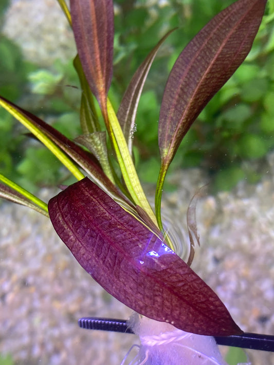 Echinodorus Rose (Rose Sword)
