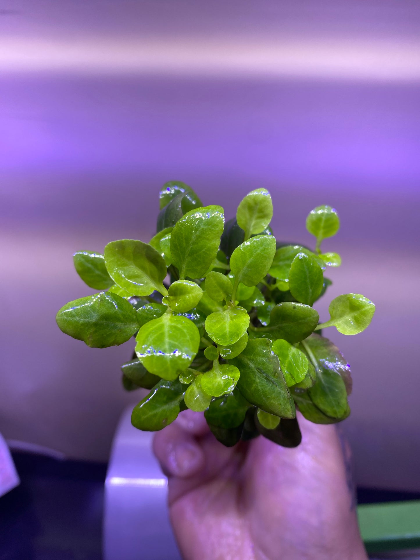 Lobelia Cardinalis (Potted)