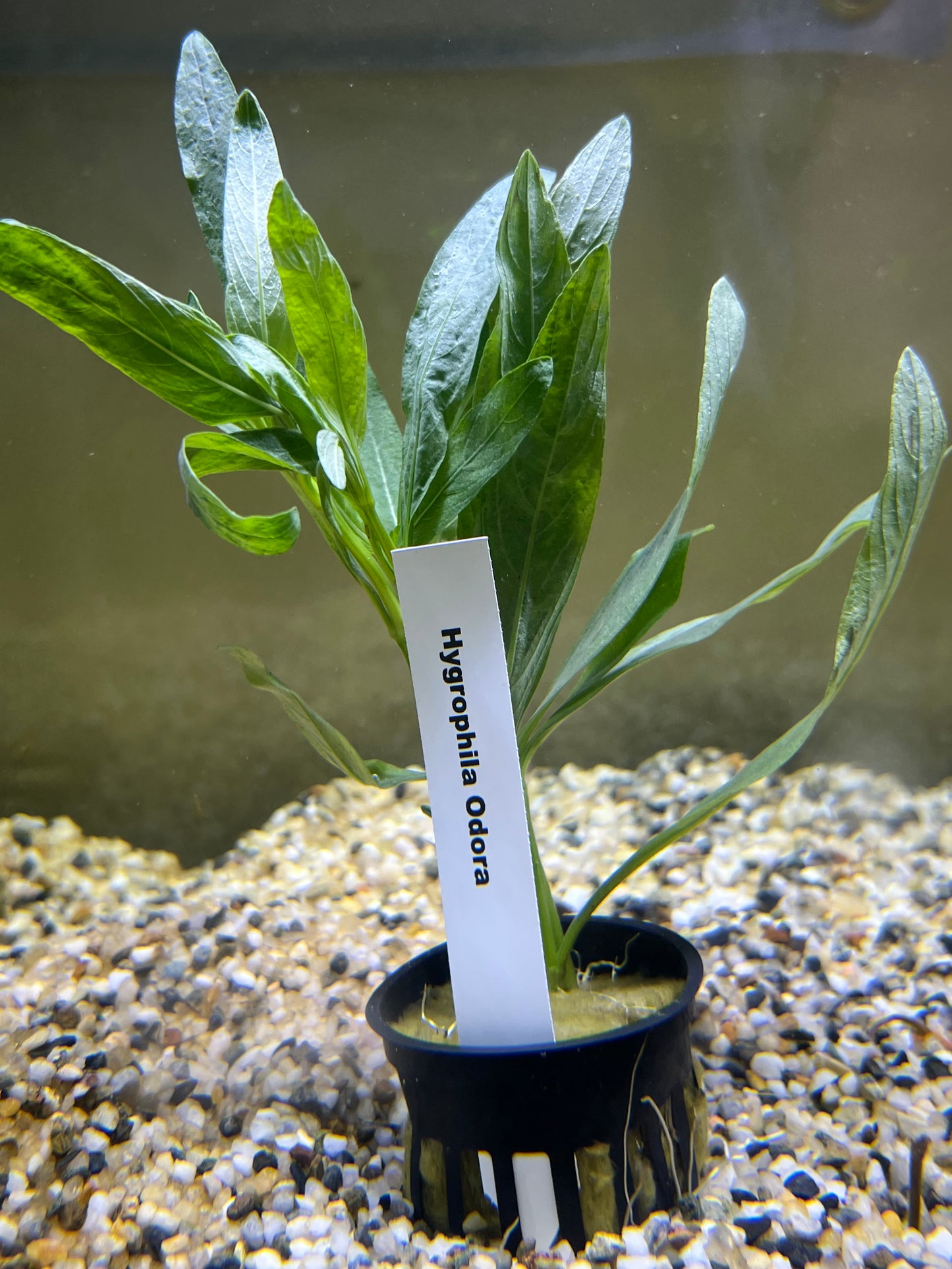 Hygrophila Odora