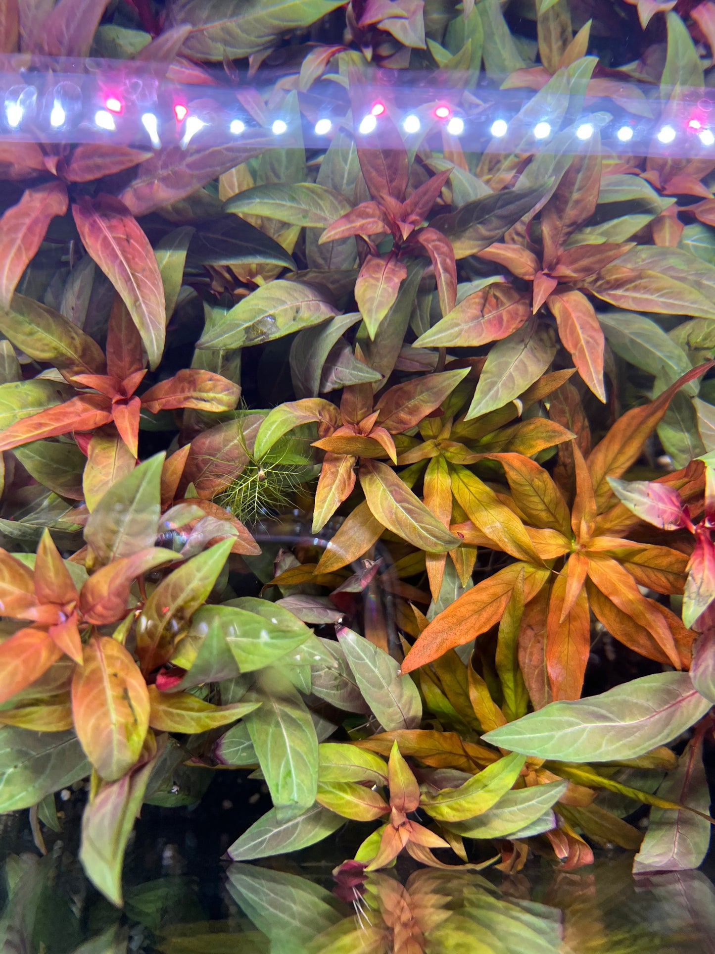 Ludwigia Peruensis