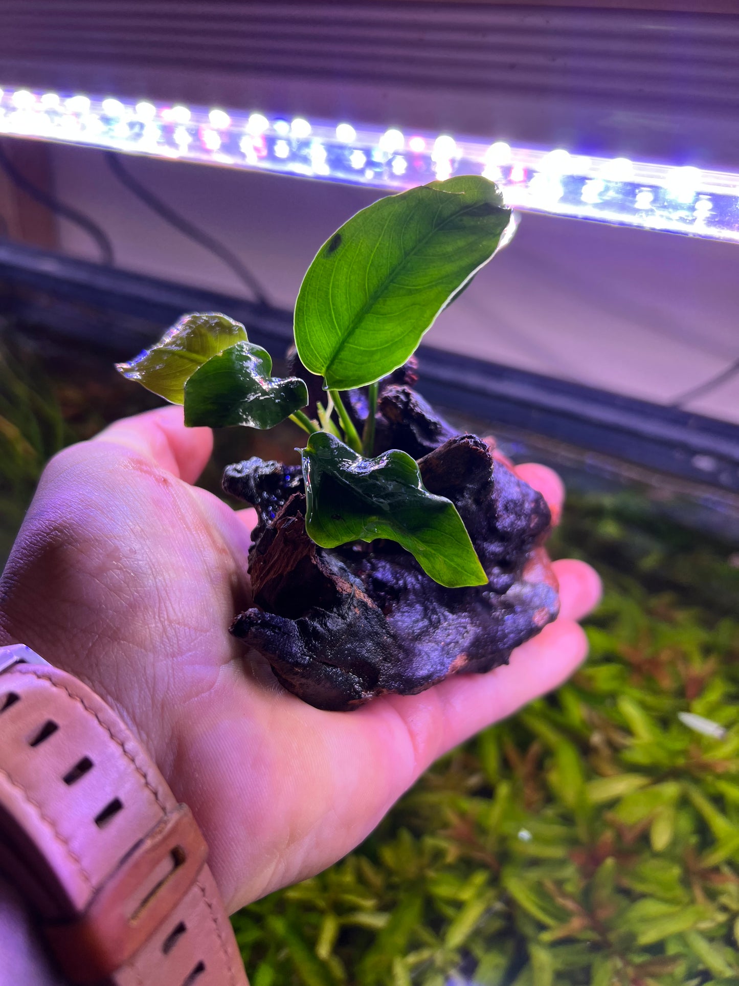 Anubias on driftwood