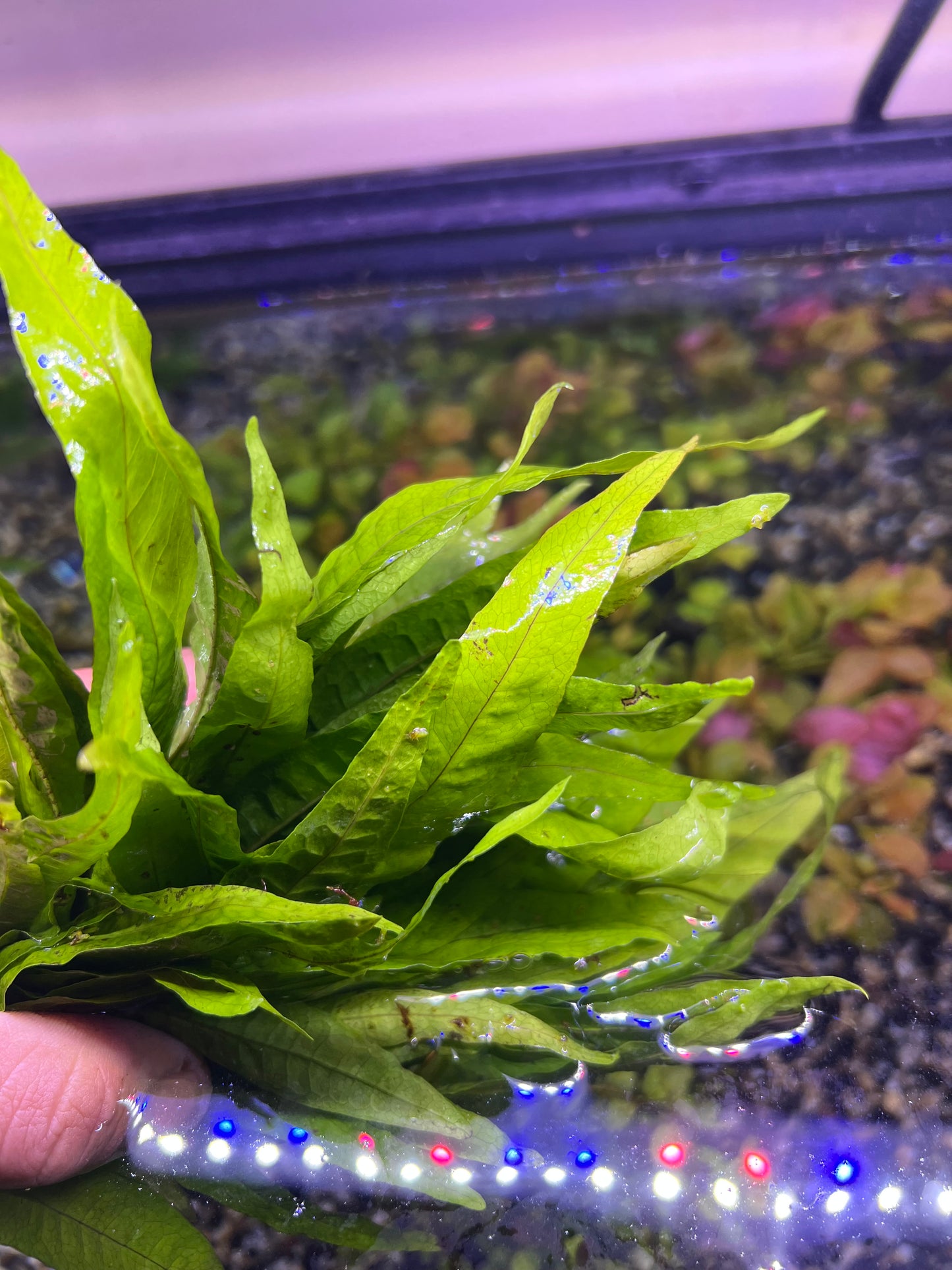 Java Fern
