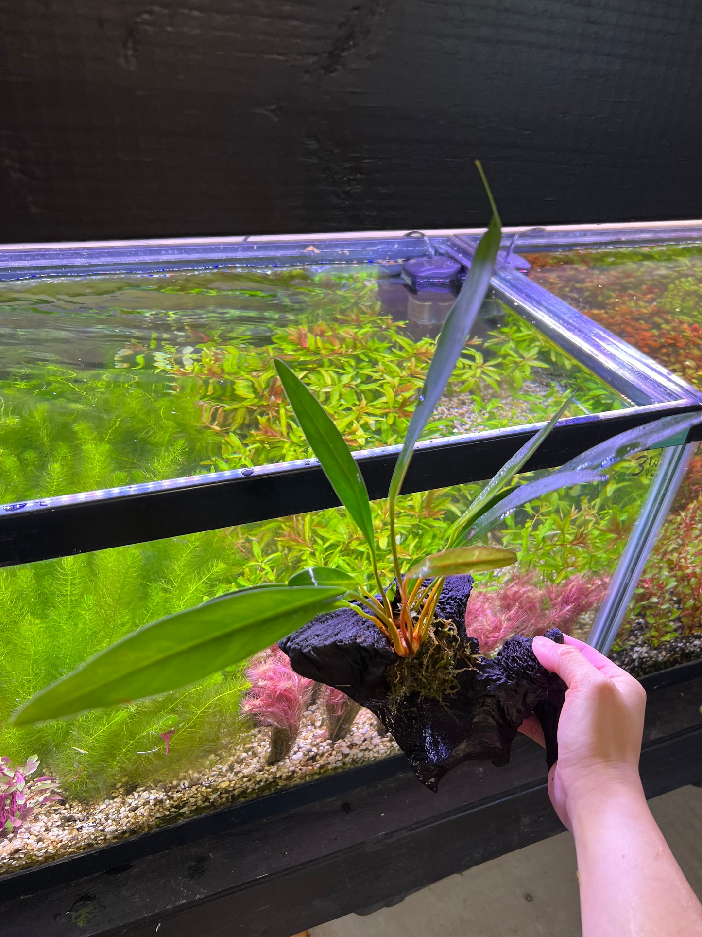 Anubias on driftwood