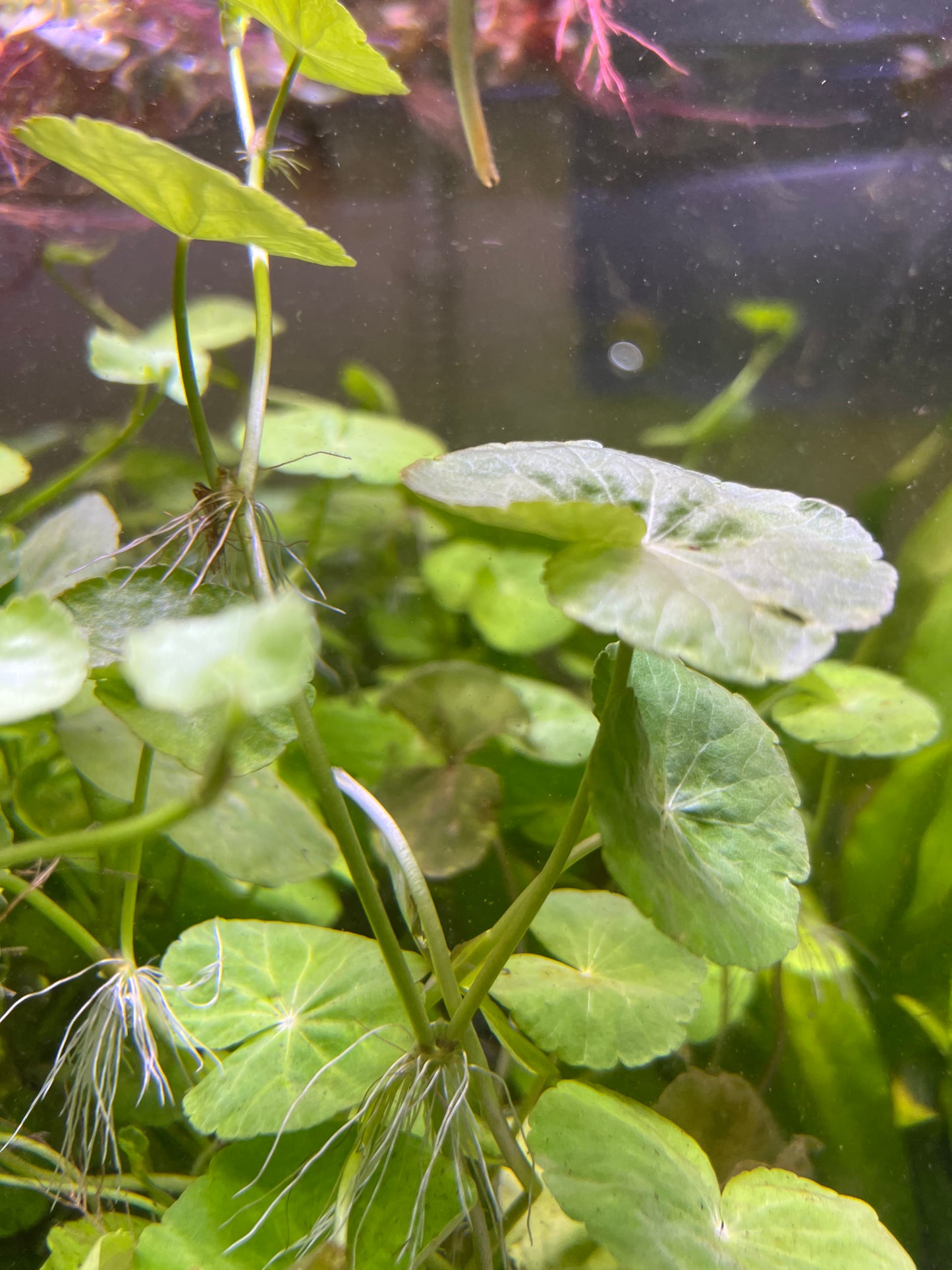 Brazilian pennywort