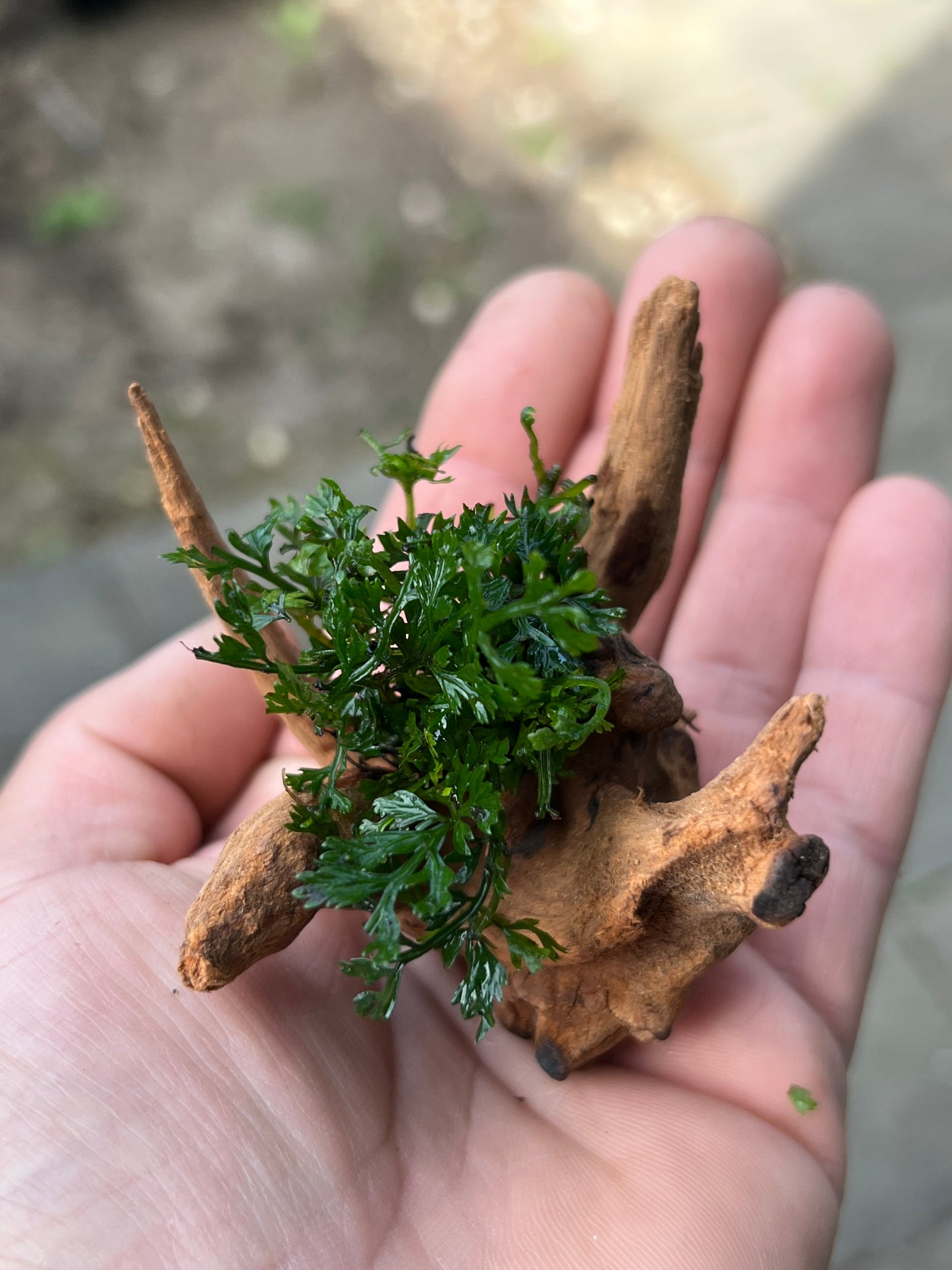 Mini Bolbitis on driftwood