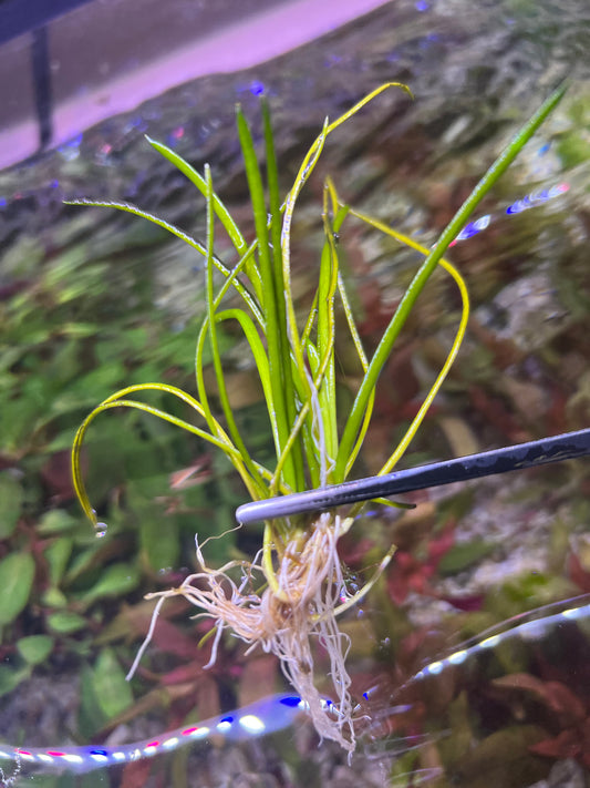 Littorella uniflora
