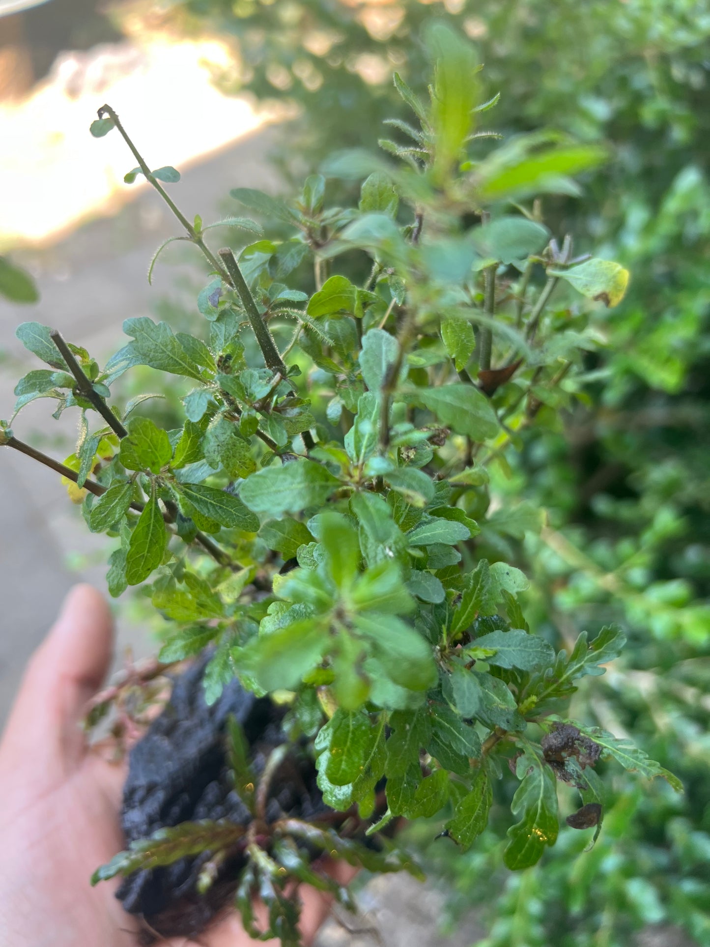 Hygrophila pinnatifida on driftwood