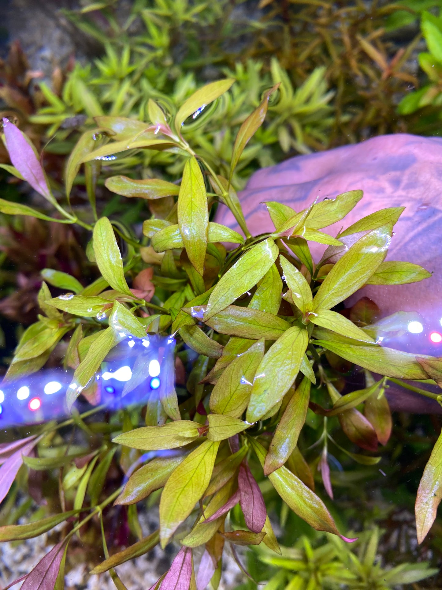 Ludwigia Repens Narrow Leaf