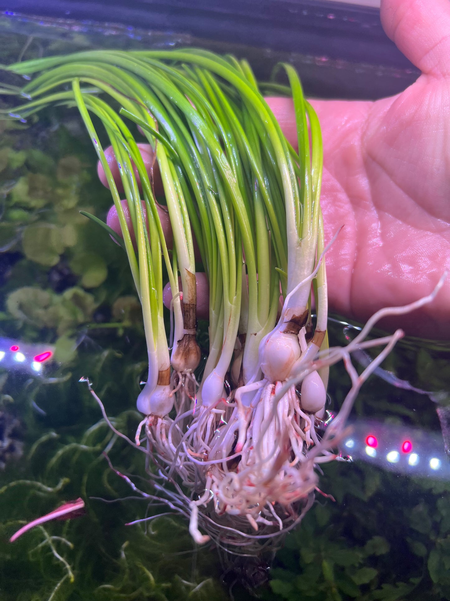 Crinum thaianum(Onion Plant)