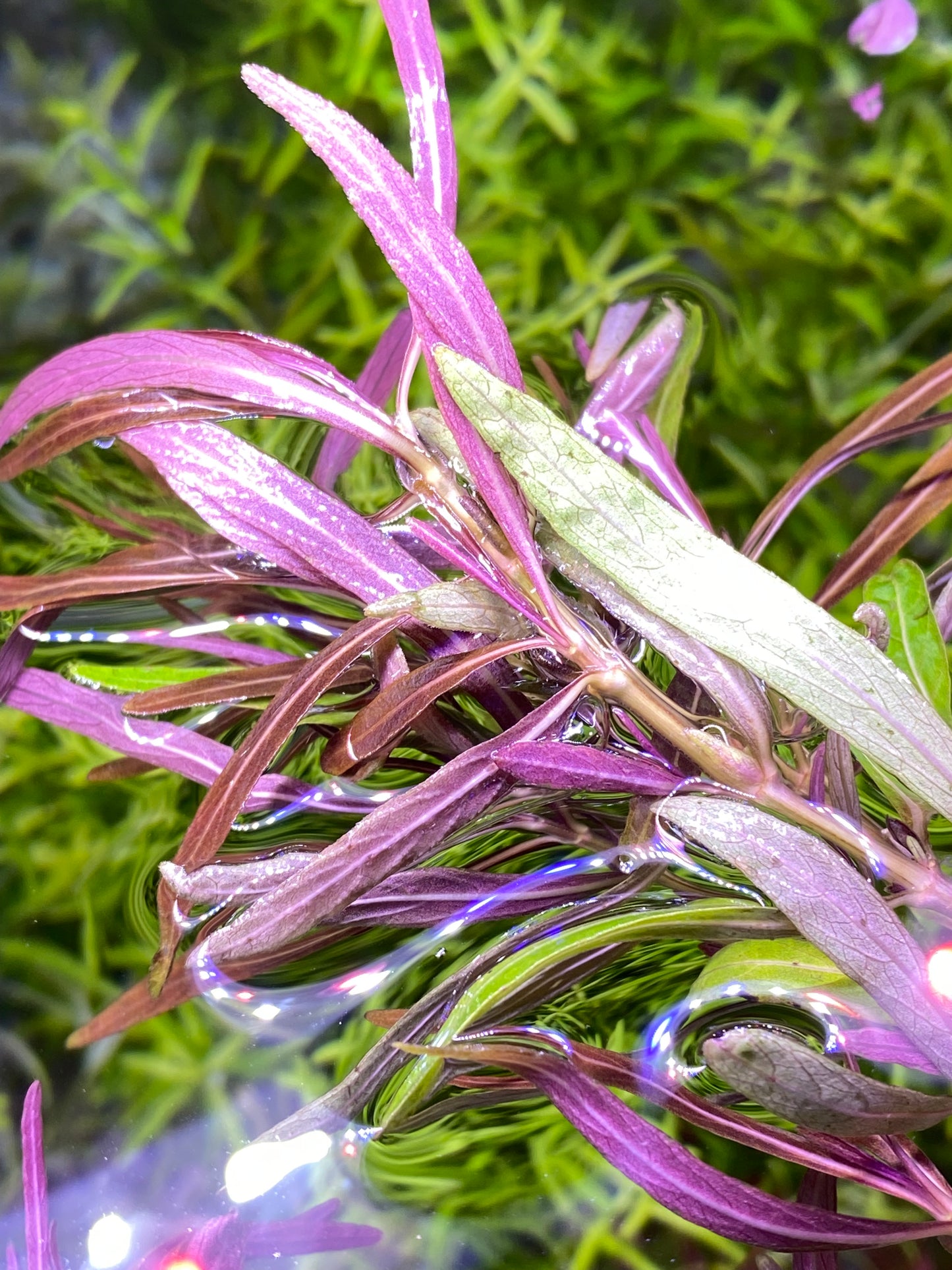 Hygrophilia Araguaia