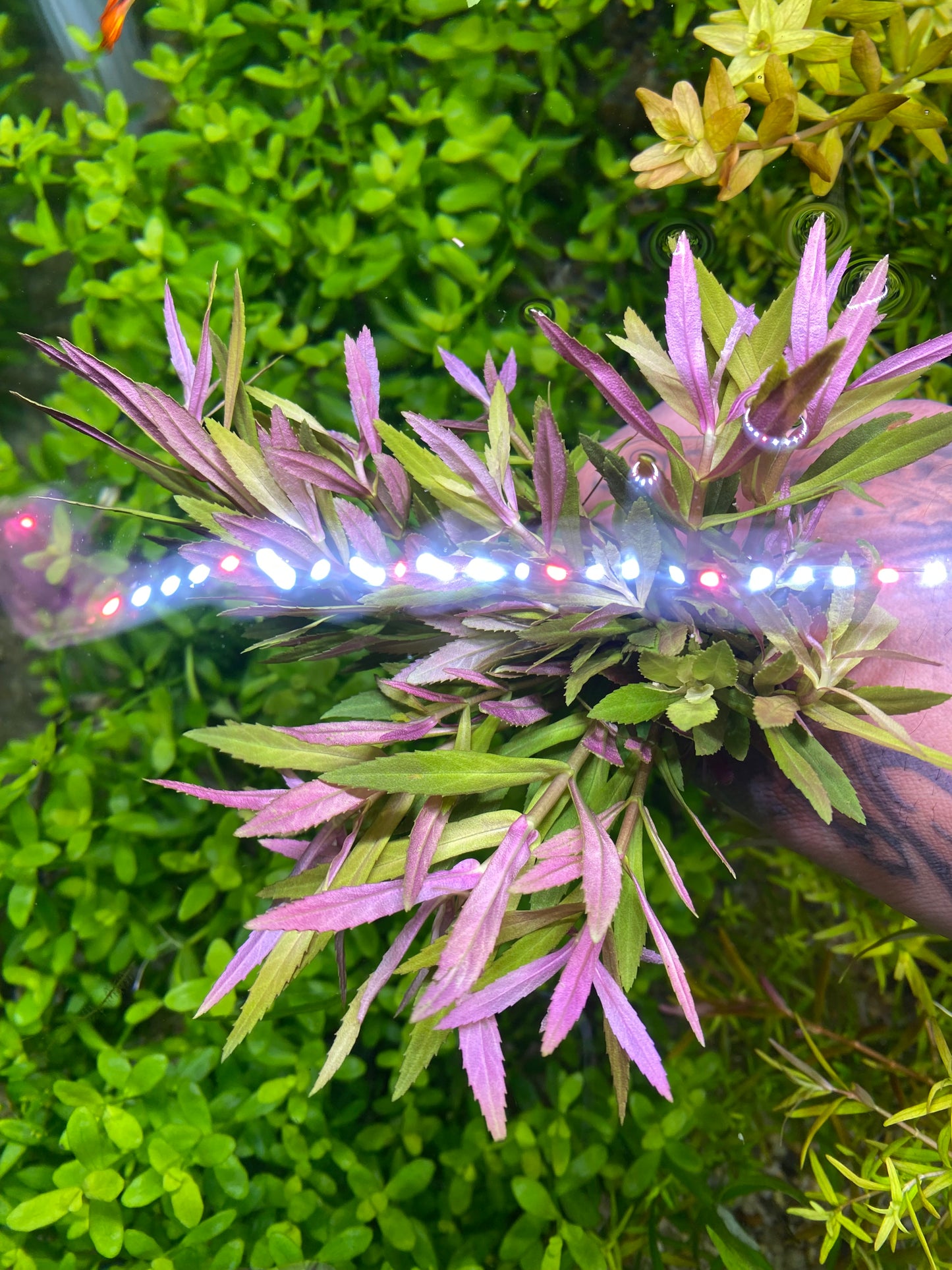 Limnophilia Aromatica