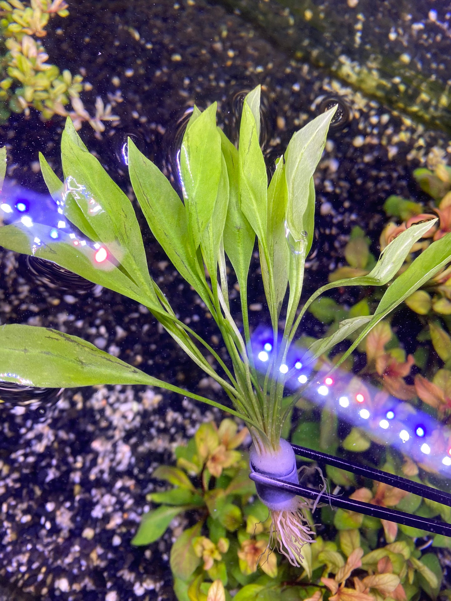 Helanthium ‘Quadricostatus'