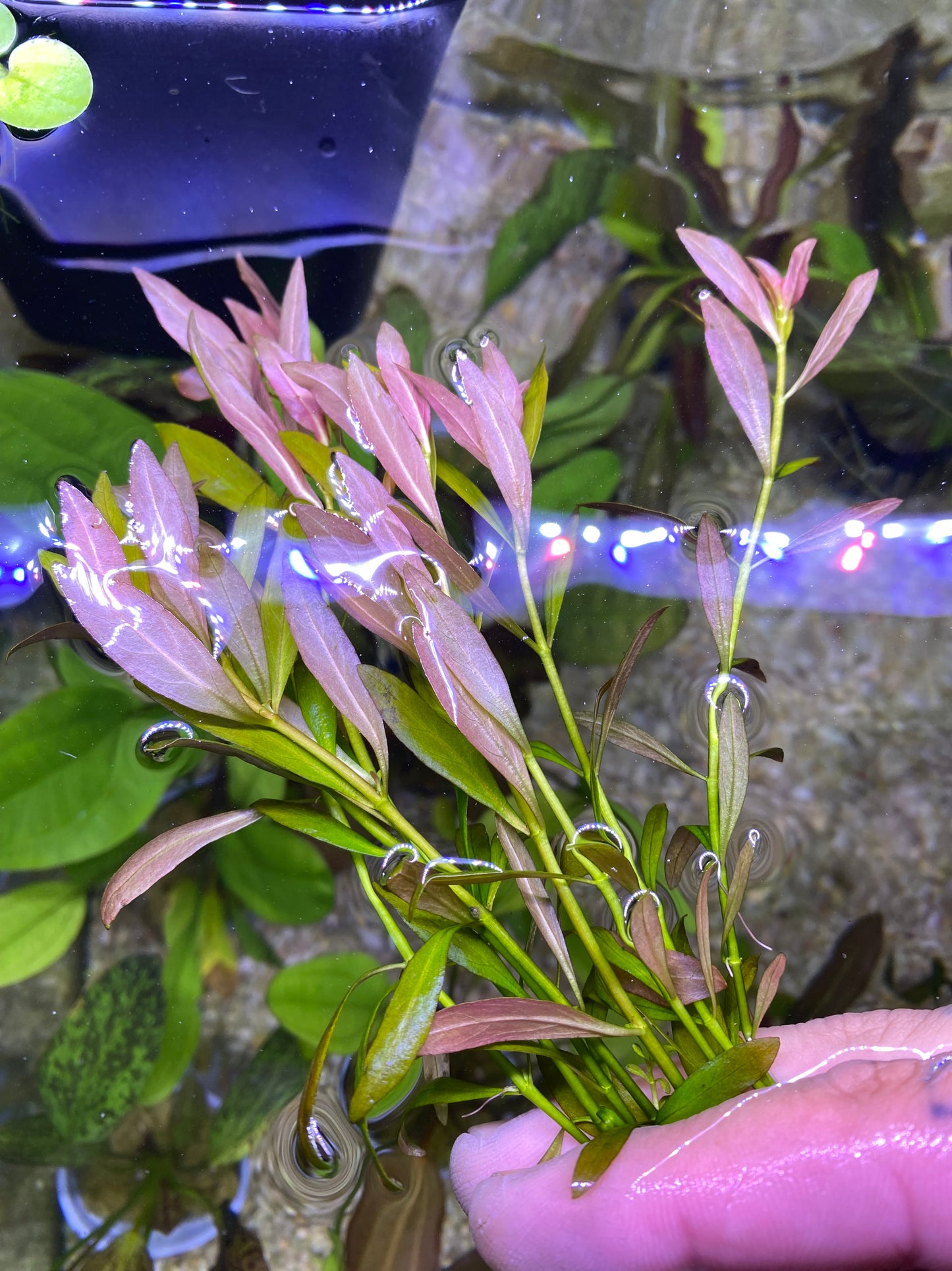 Ludwigia Repens Narrow Leaf