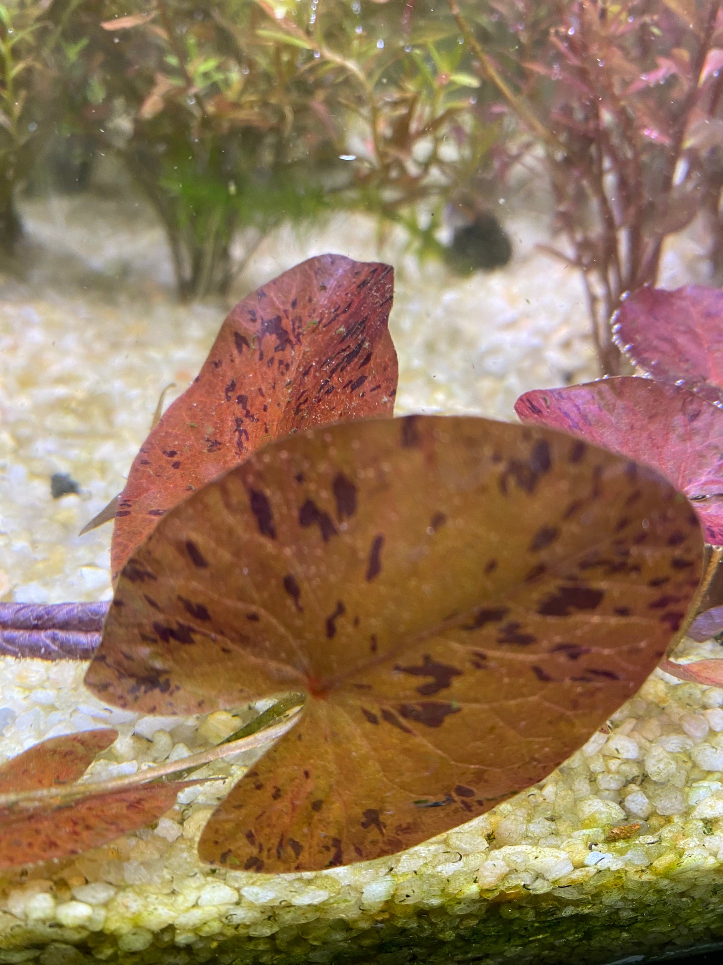 Red Tiger Lotus