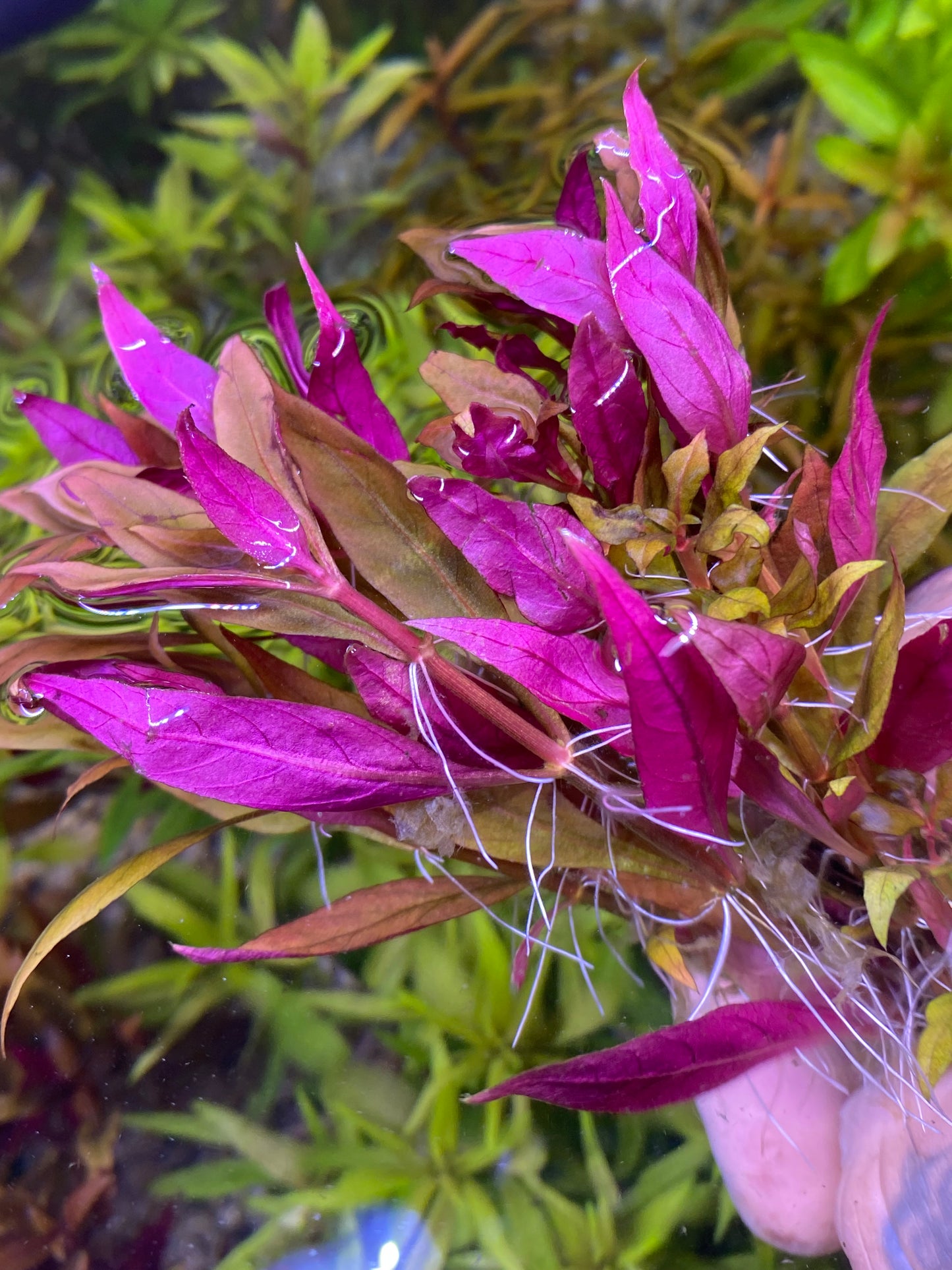 Alternanthera reineckii ‘Lilacina’