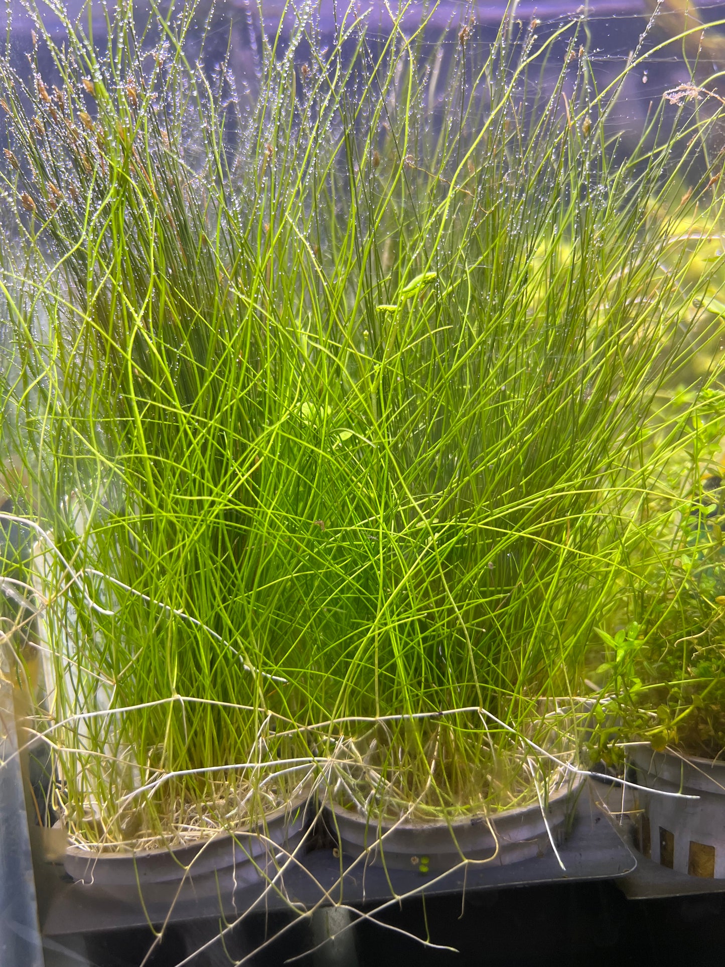 Dwarf Hair Grass