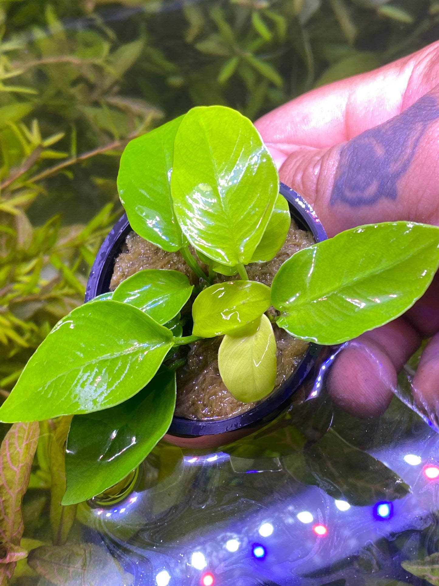 Anubias Gold Coin ‘Nana’