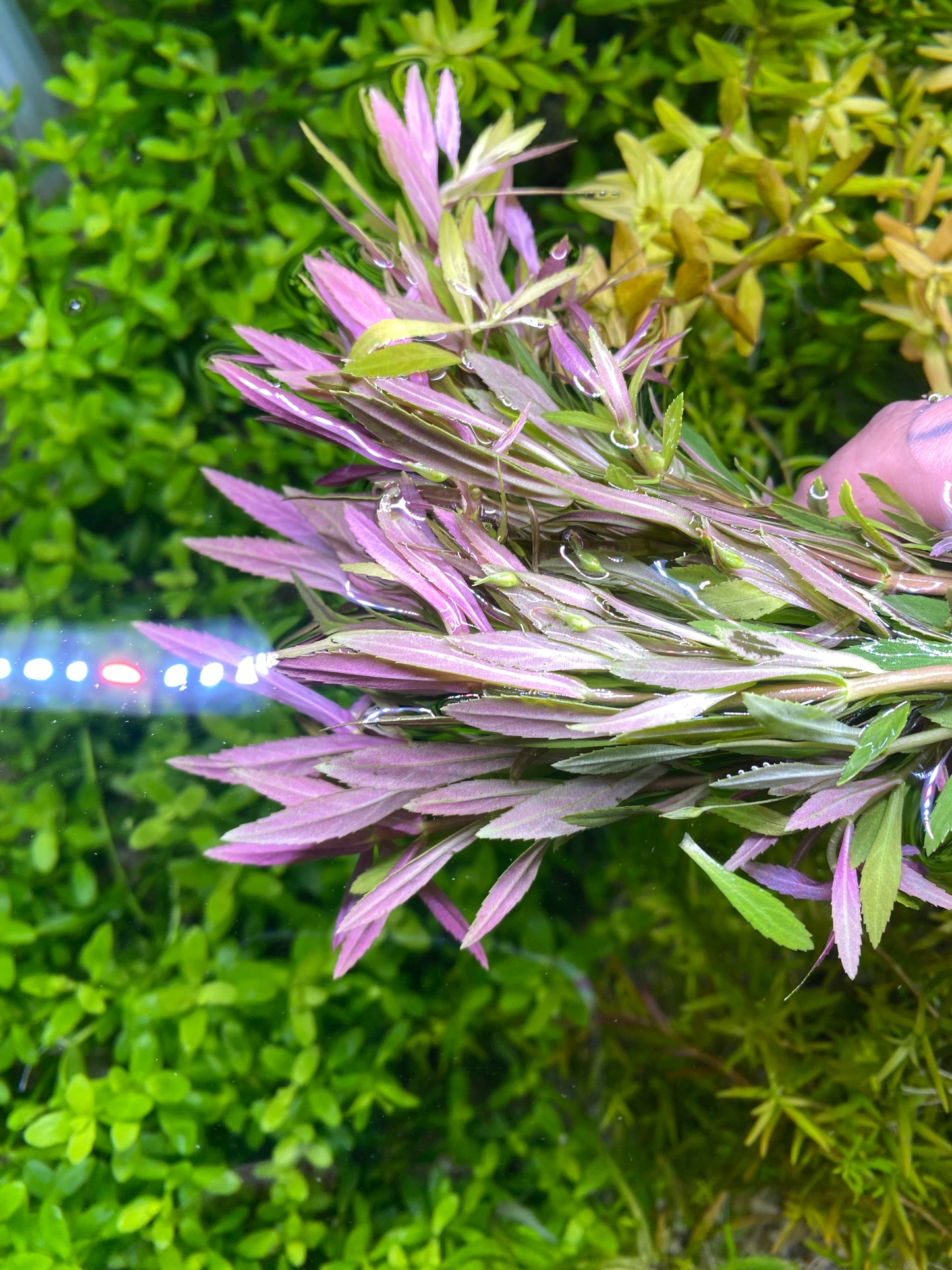 Limnophilia Aromatica