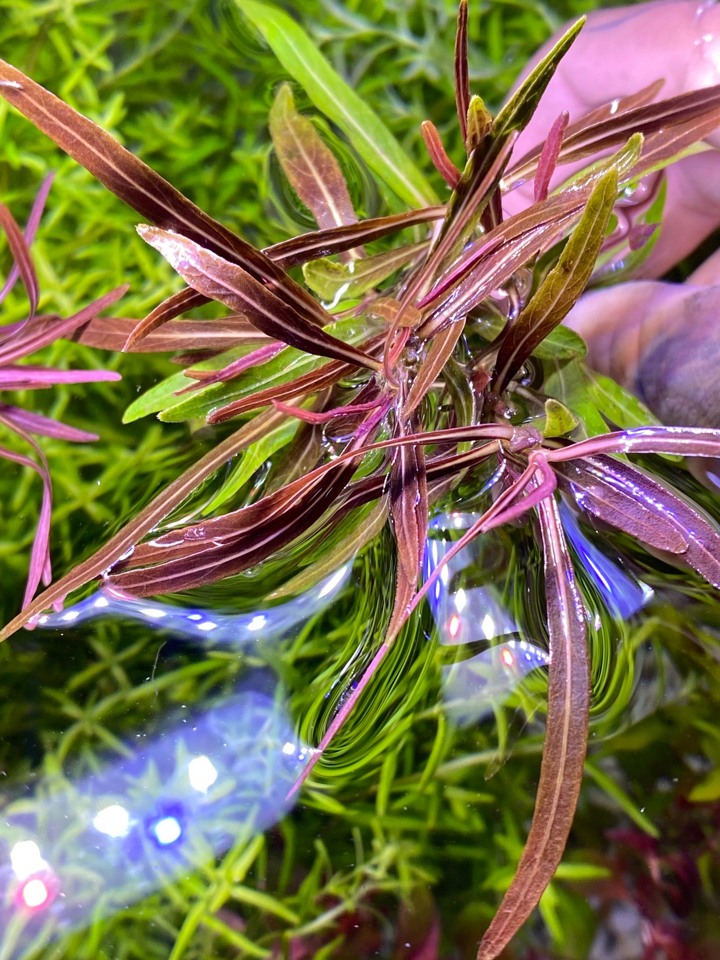 Hygrophilia Araguaia