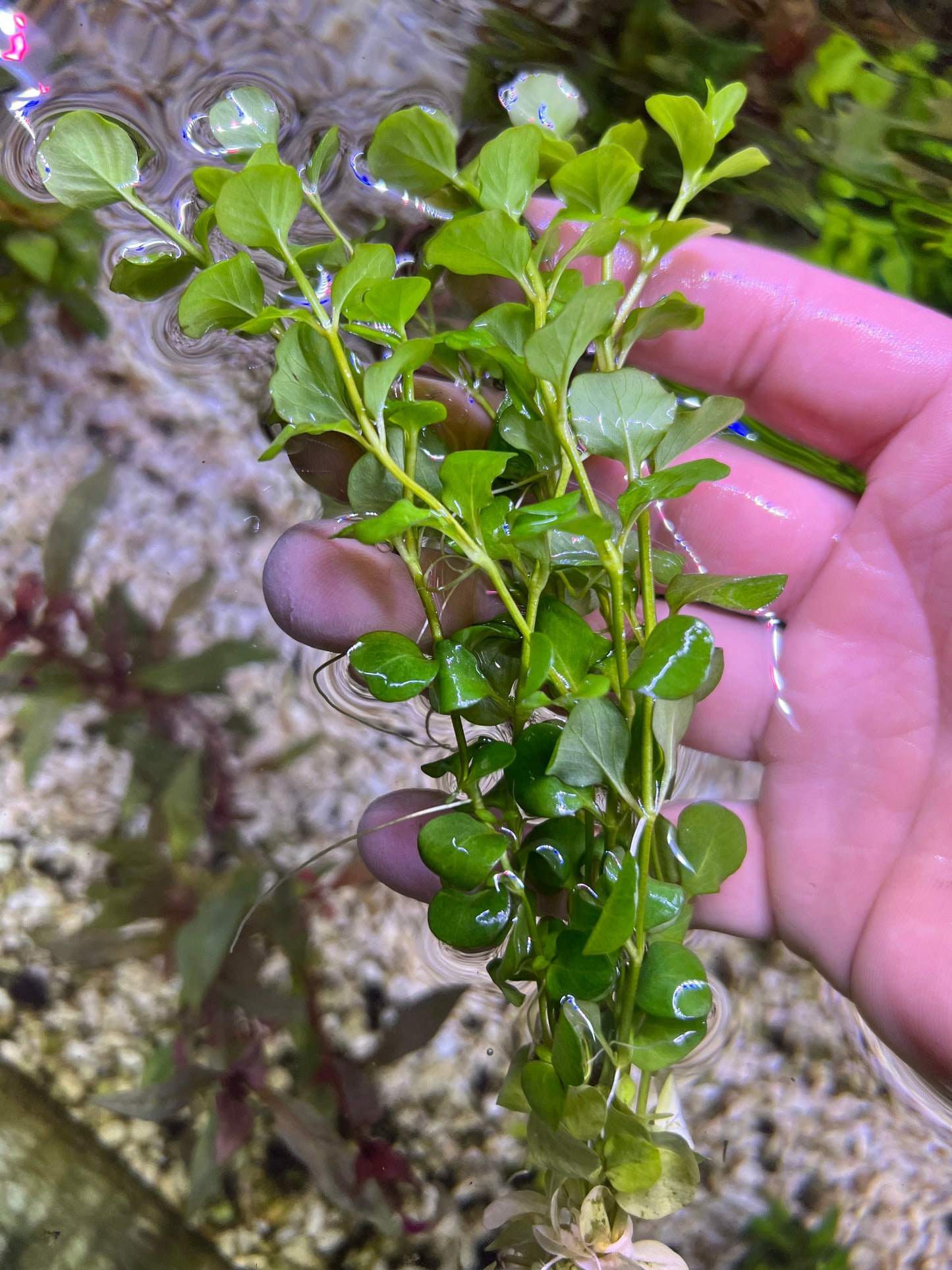 Lloydiella (creeping jenny)