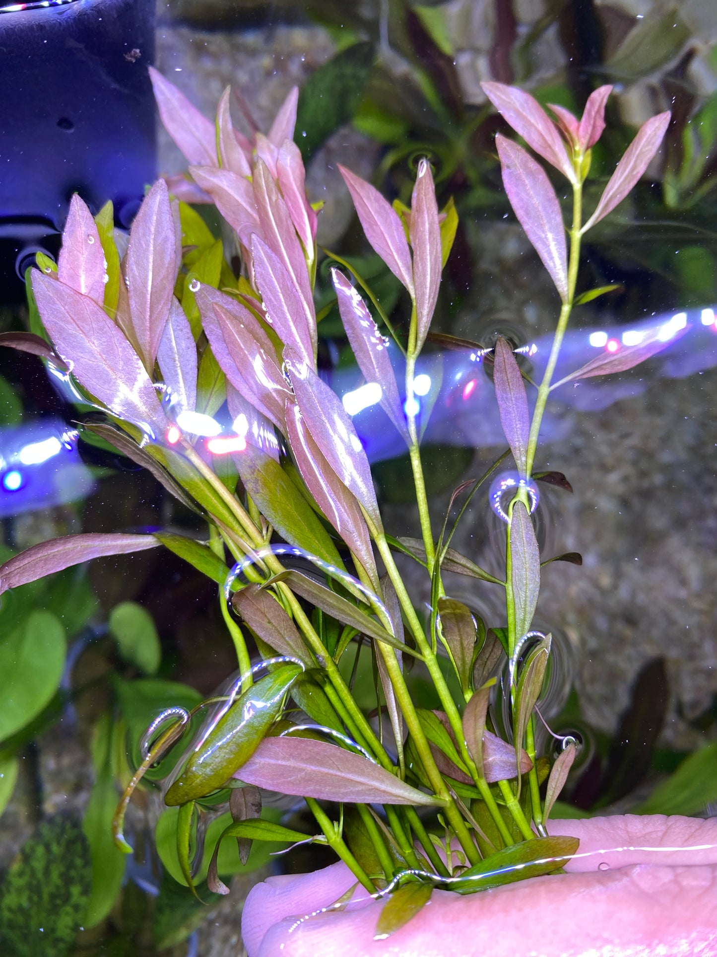 Ludwigia Repens Narrow Leaf