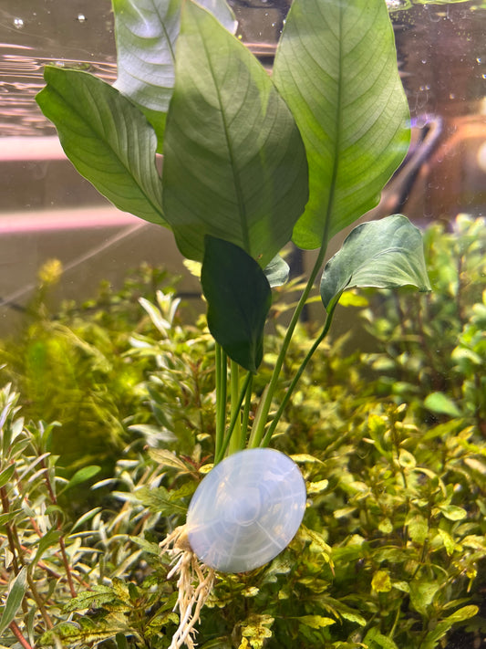 Anubias on suction cup