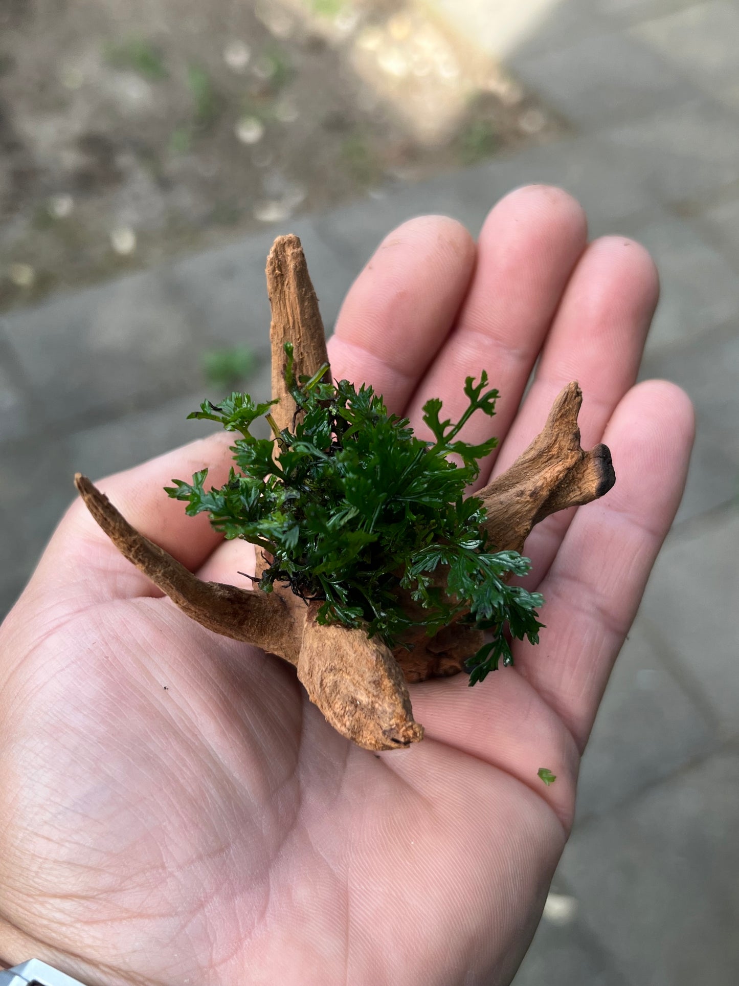 Mini Bolbitis on driftwood