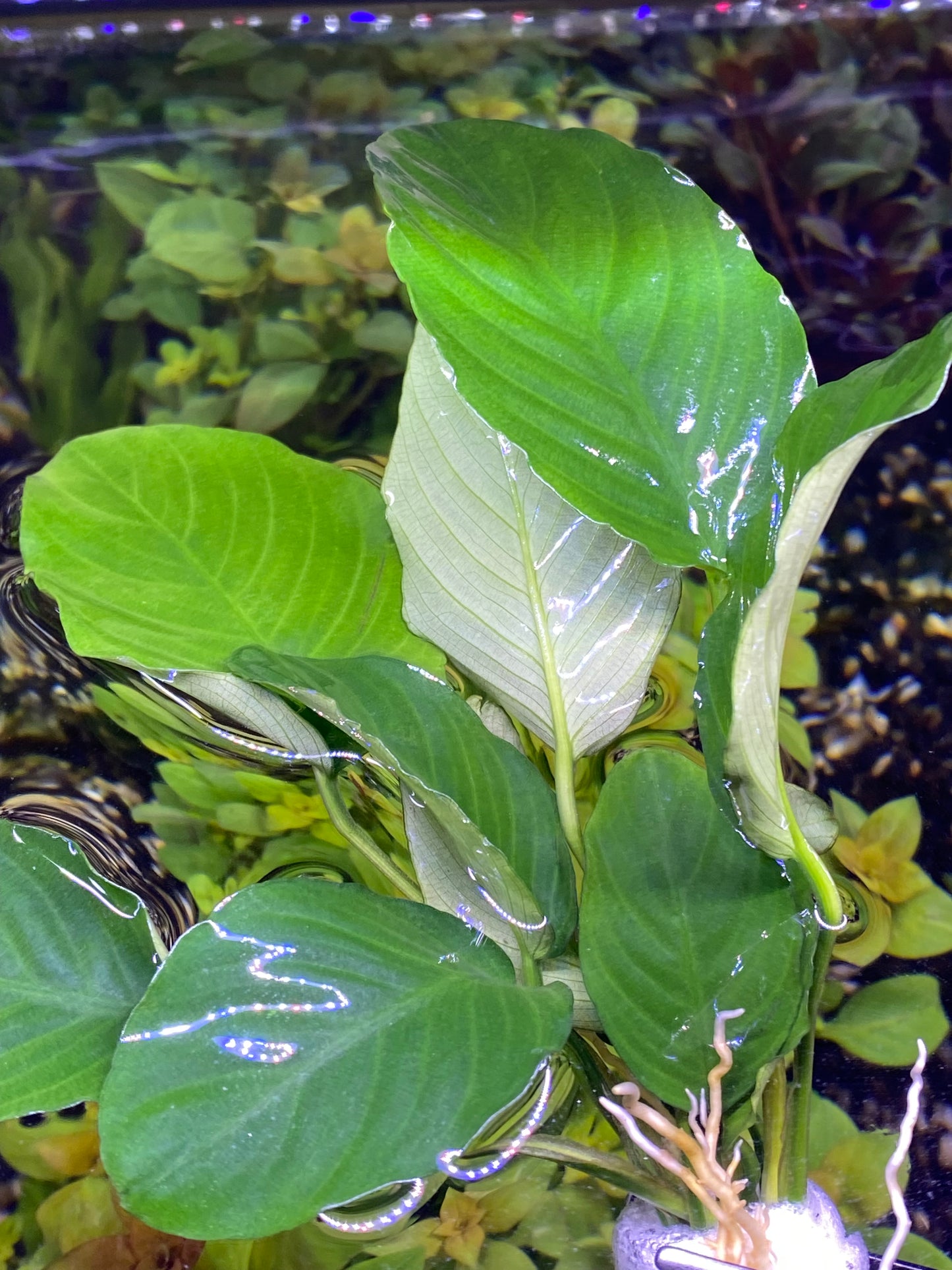 Anubias Barteri “Wrinkled”