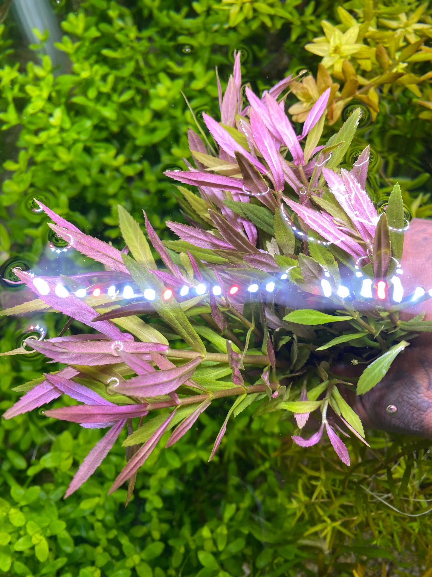 Limnophilia Aromatica