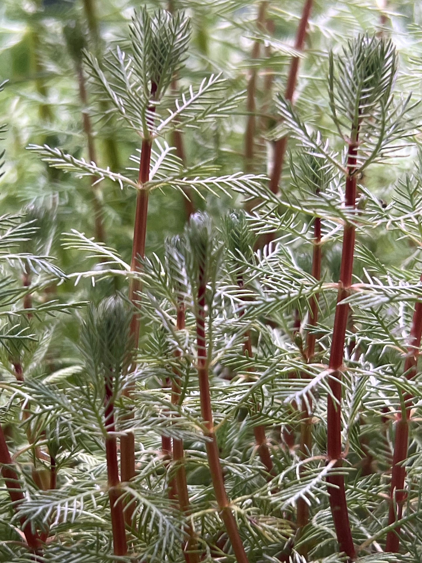 Red Stem Parrot Feather
