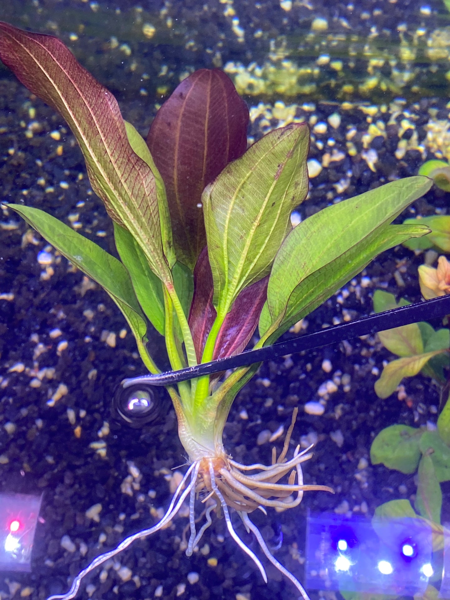 Echinodorus “Fancy Twist”