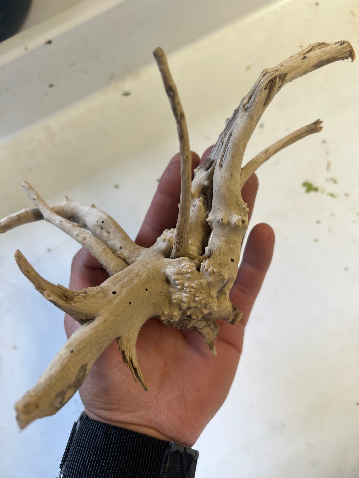 Spider wood