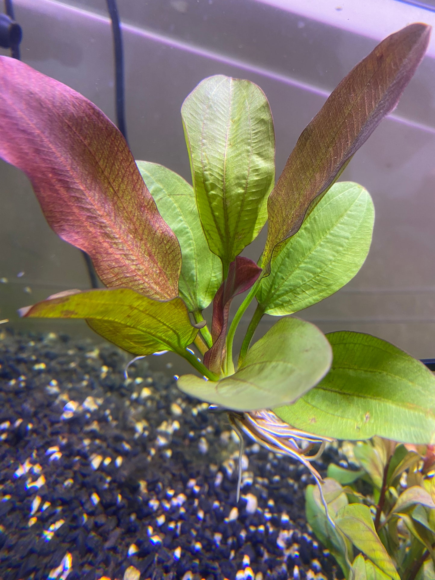 Echinodorus “Fancy Twist”