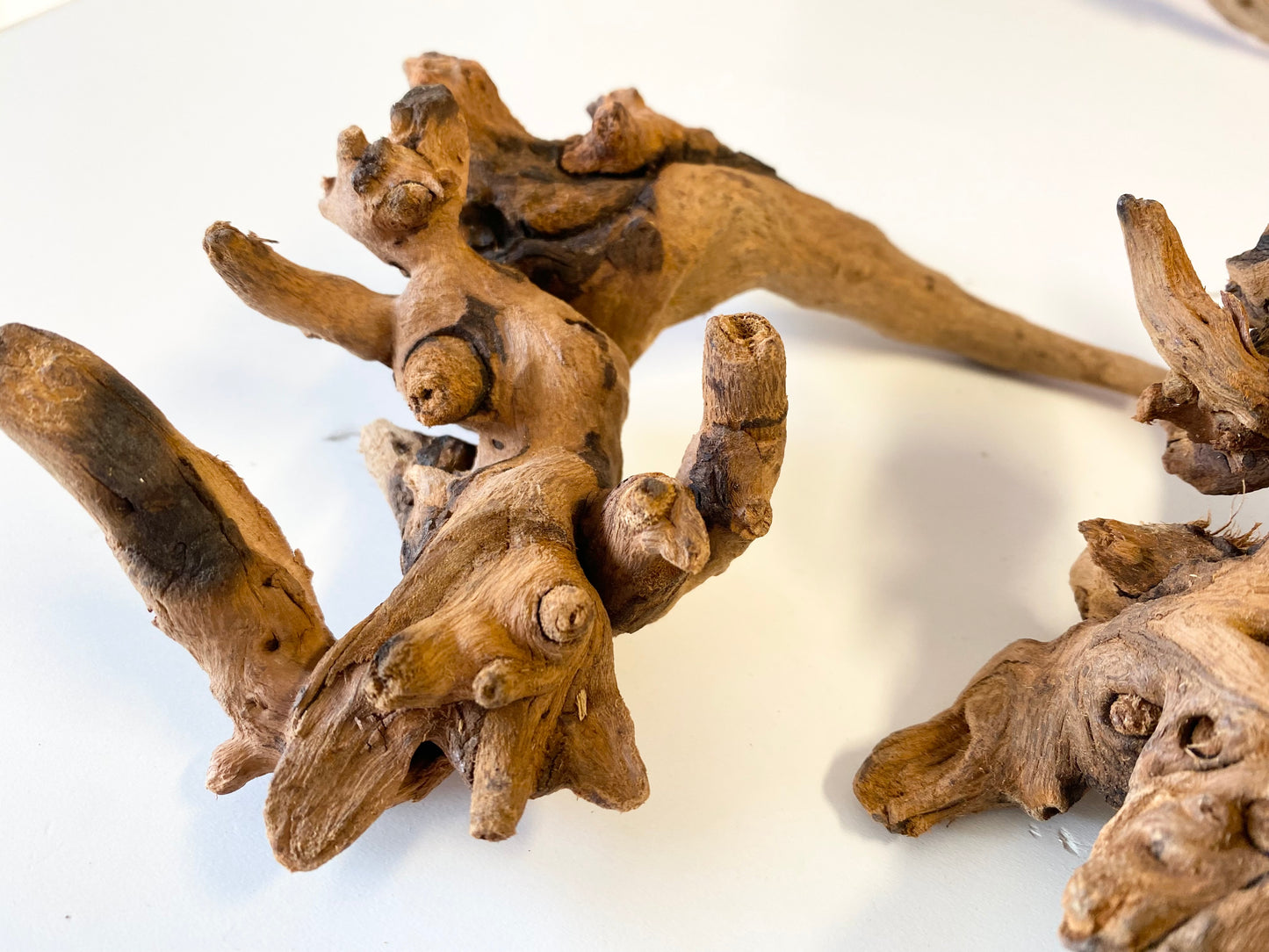 Pacific wood