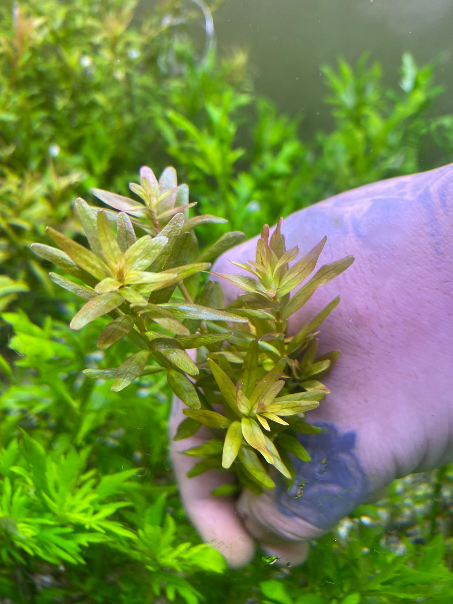 Rotala Rotundifolia “Mini pink”