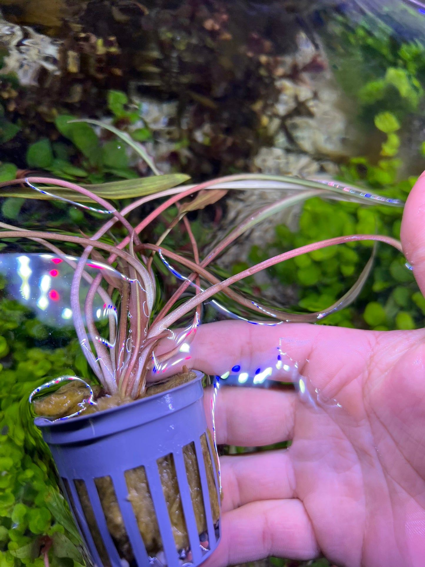 Crypt Spiralis “Tiger”