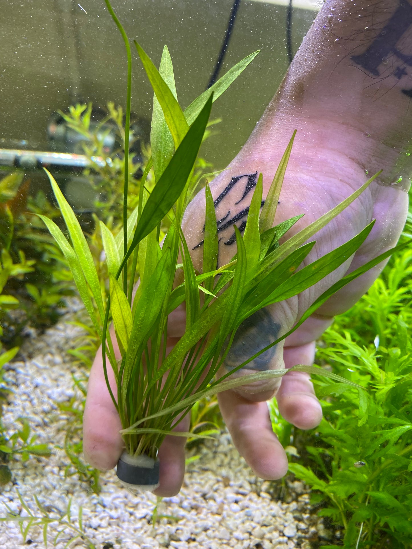 Echinodorus Xinguensis (Dwarf Sword)