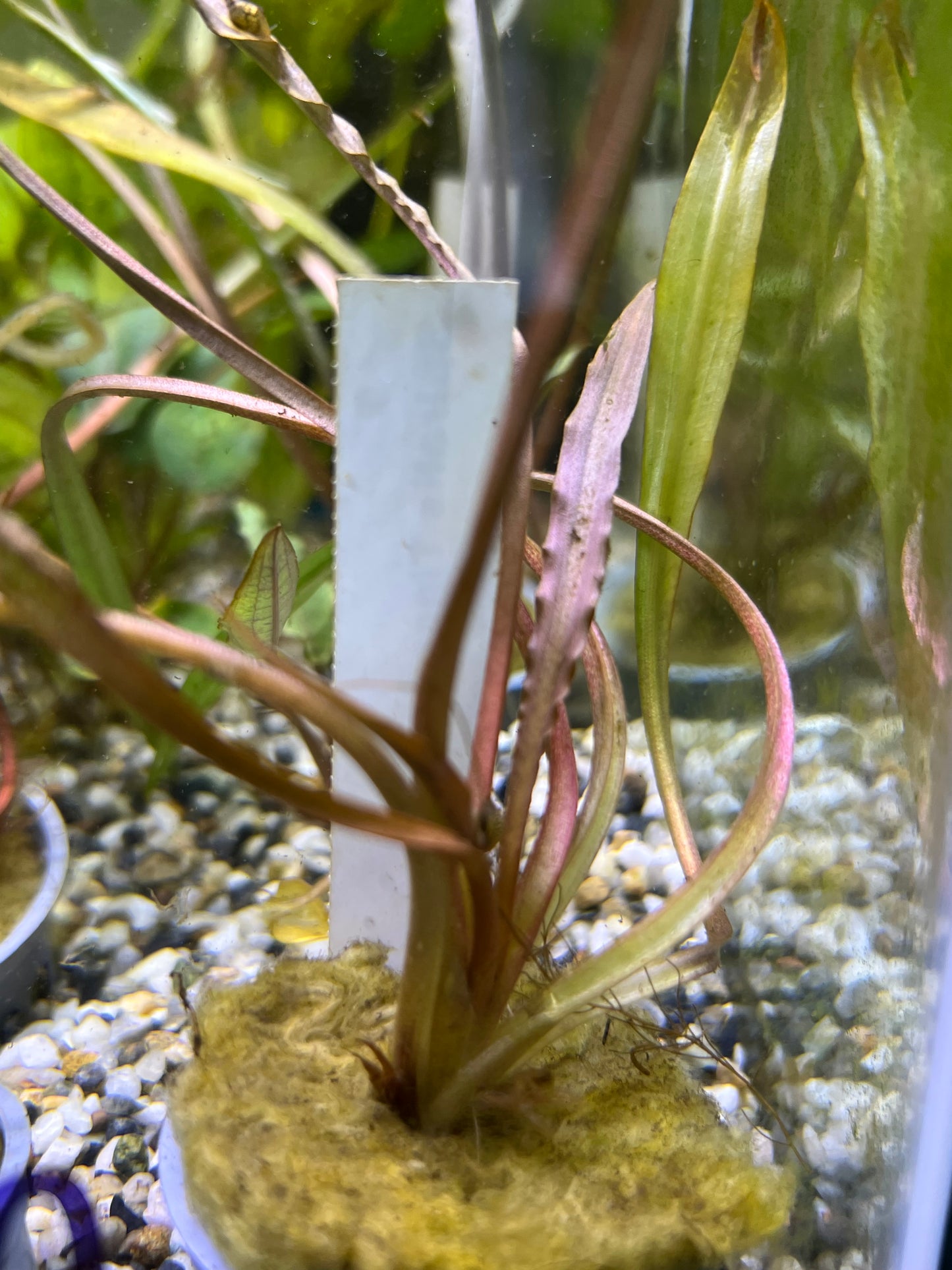 Crypt Spiralis “Tiger”