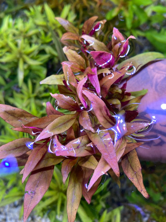 Alternanthera reineckii ‘Lilacina’